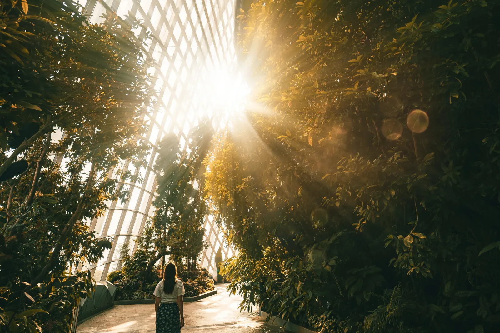 Lush garden with the sun shining through
