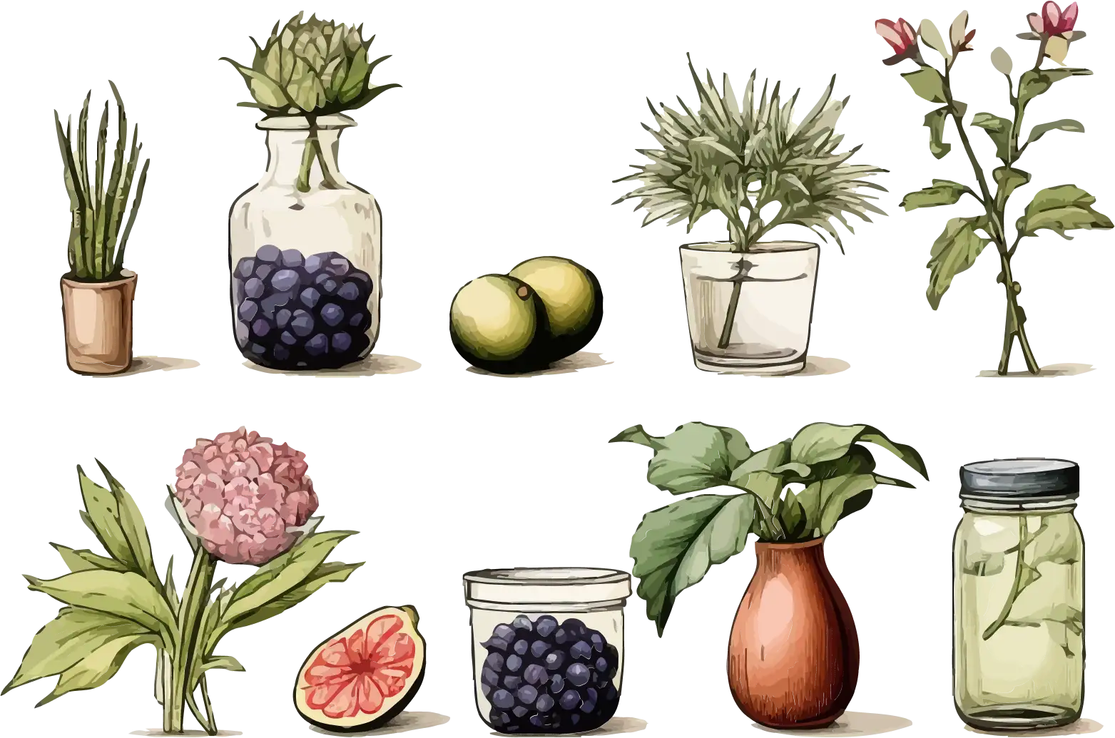 Vintage plants and fruits illustration